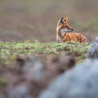 Bale Mountains - Sanetti - Ethiopian wolf